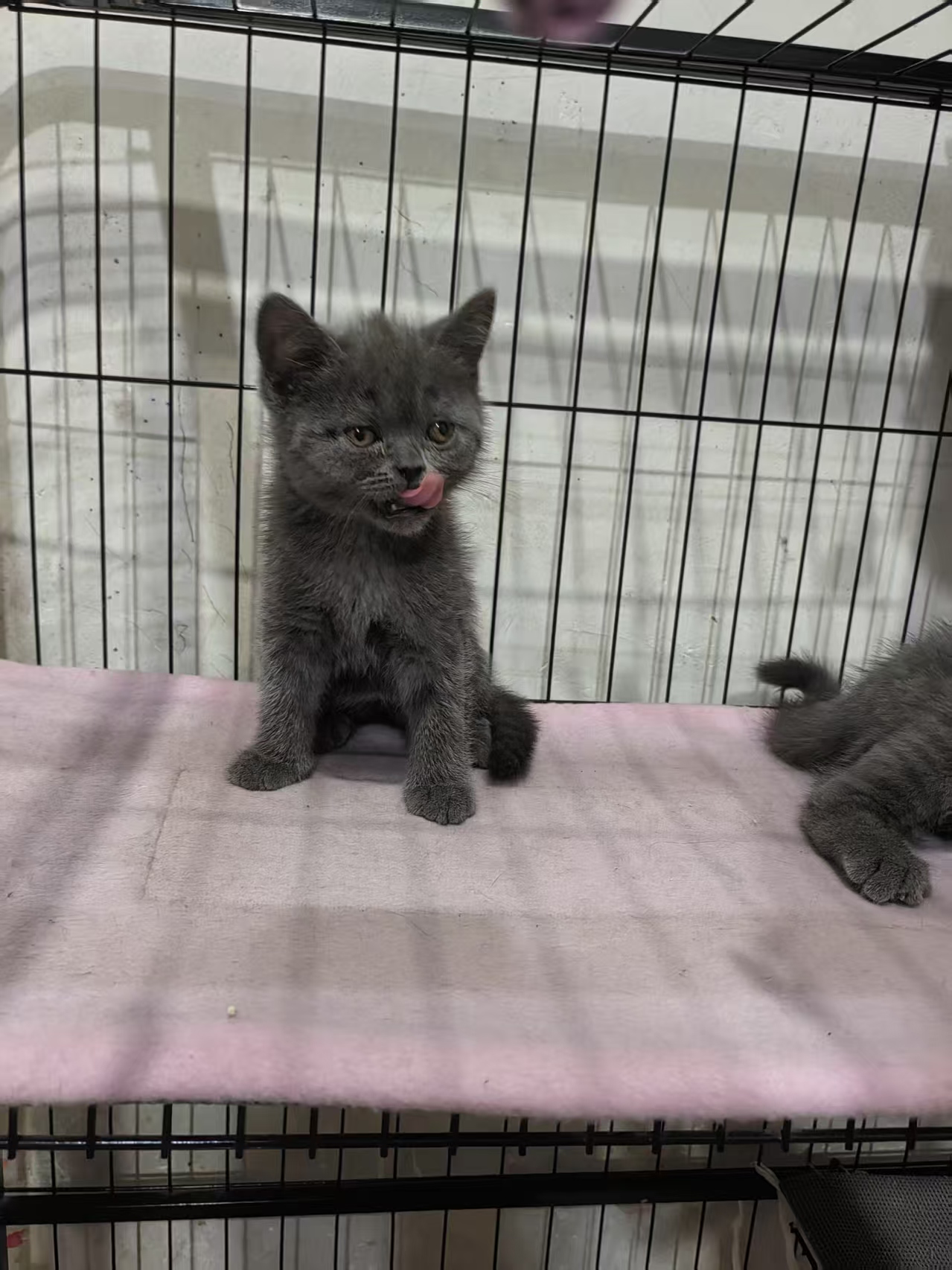 蓝猫之家